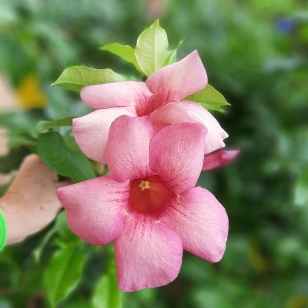 Manga Rosa Hospedagem image 12